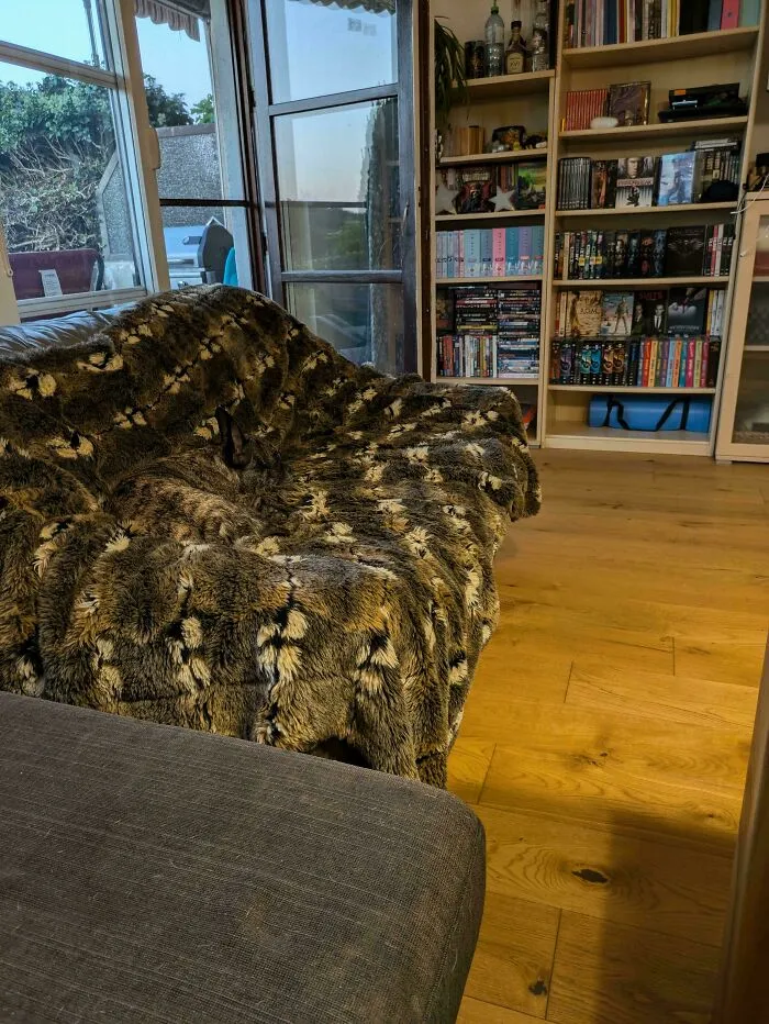 Where Is My Dog?