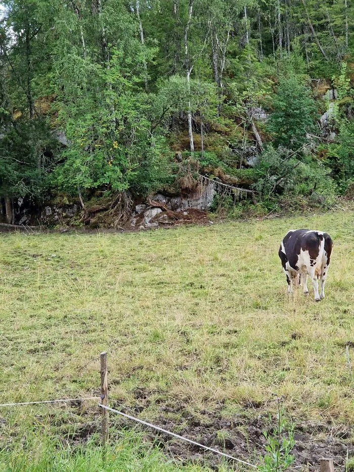 Find The Second Cow