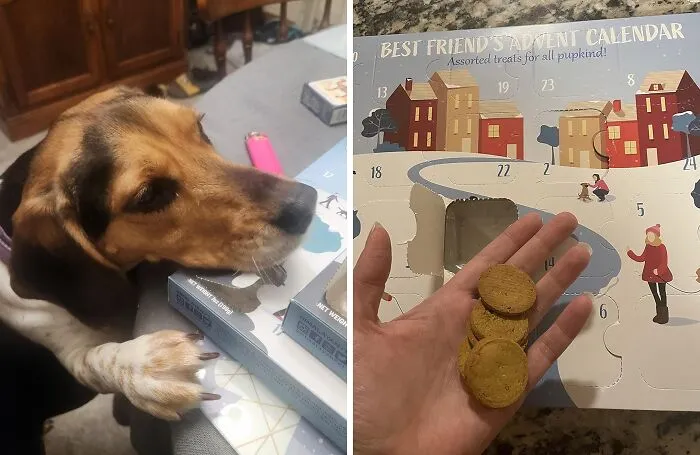 Paws-Itively Excited For The <a Style="Display:inline;" Href="Https://Www.amazon.com/Joyful-Advent-Calendar-Himalayan-Washington/Dp/B09f5lqrrw?ie=utf8&linkcode=ll1&tag=bpiguana-20&linkid=fee9c1fbe24ae5de1e833afbcbf3a8d3&language=en_us&ref_=as_li_ss_tl" Target="_blank"><span Style="Font: Inherit; Color: #d74b1f;"> Dog Treat Advent Calendar</Span> - A Tail-Wagging Countdown To Treats And Fun!