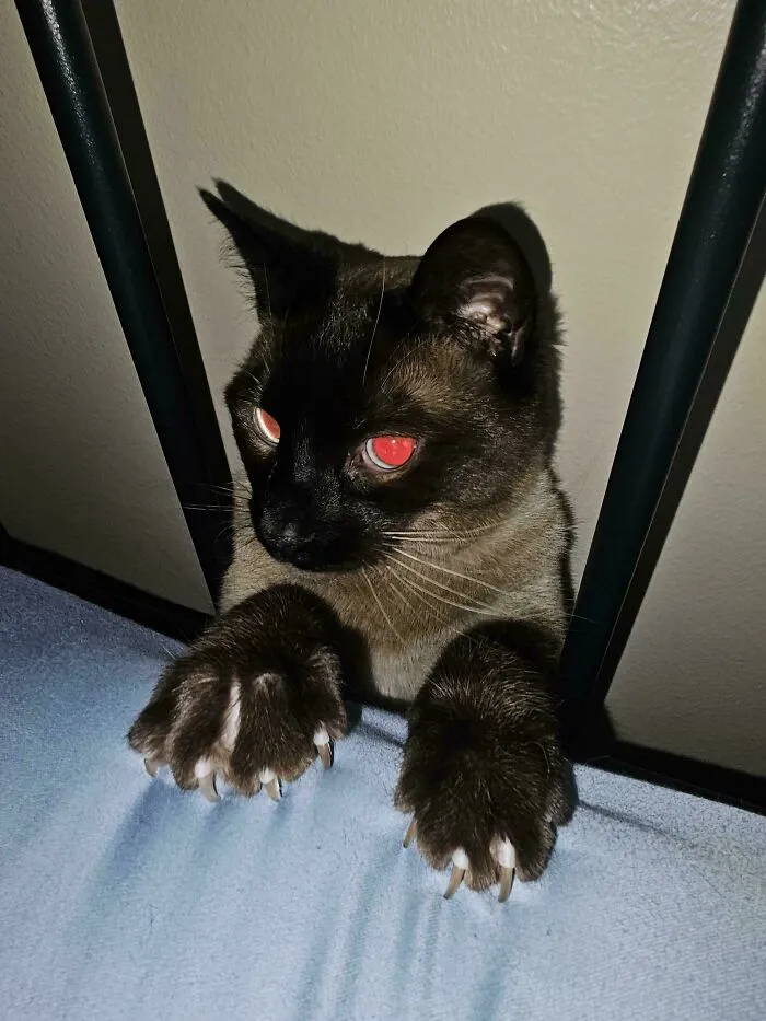 Cat with glowing eyes and sharp claws, looking both adorable and scary while peeking from under furniture.