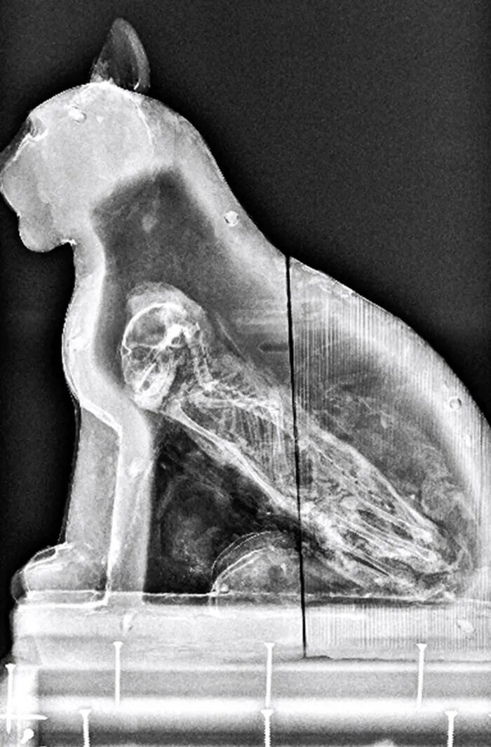 Una radiografía de un sarcófago de Saqqara, un antiguo cementerio al sur de El Cairo, revela la presencia de un gato en su interior.