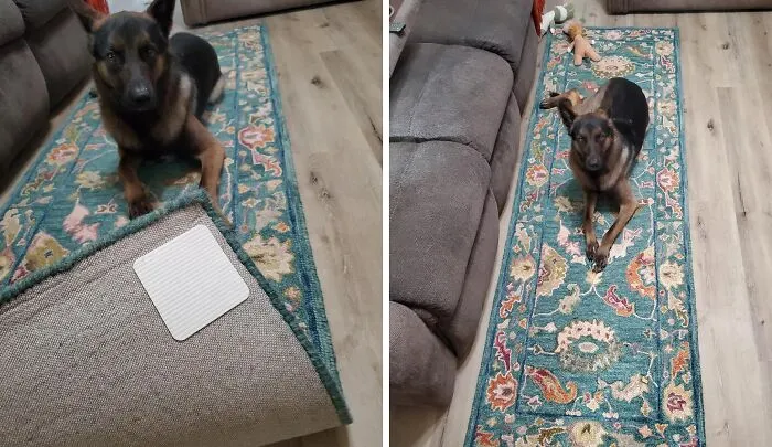 Because Learning To Adult Means Your Rugs Shouldn't Be Attempting A Hostile Takeover Of Your Living Room Floor, These <a Style="Display:inline;" Href="Https://Www.amazon.com/Home-Techpro-Non-Slip-Washable-Materials/Dp/B07bychmvy?ie=utf8&th=1&linkcode=ll1&tag=bpsparrow-20&linkid=677de7dba21c3a832949dcc68a810e5e&language=en_us&ref_=as_li_ss_tl" Target="_blank"><span Style="Font: Inherit; Color: #d74b1f;"> Rug Gripper Pads</Span> Will Basically Tell Them 'Not Today, Satan'