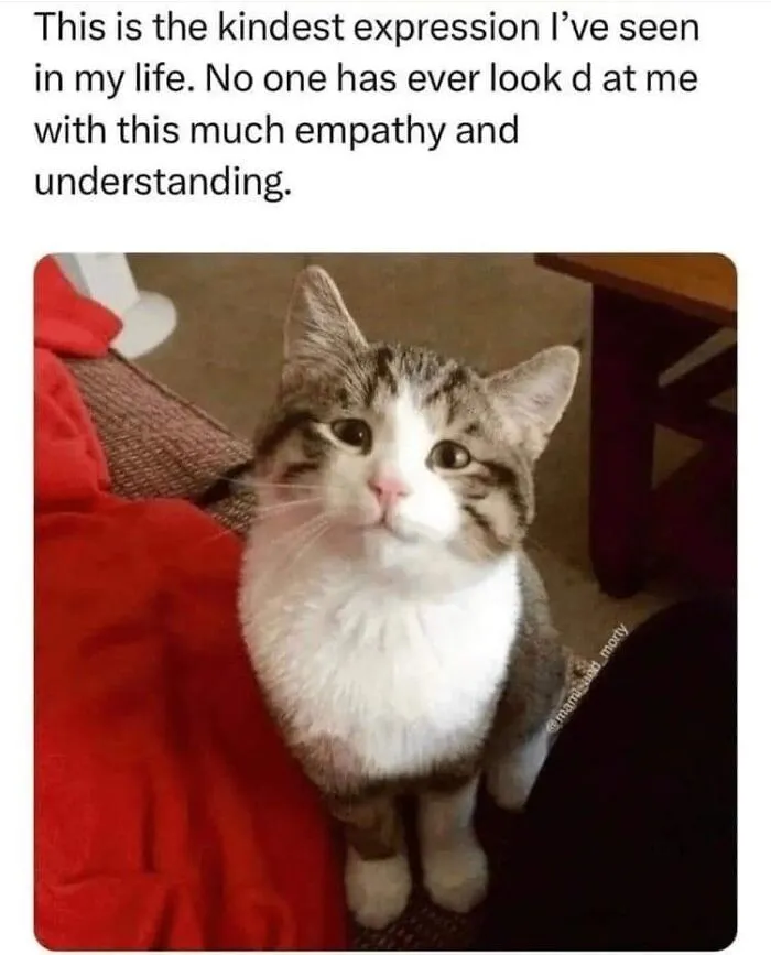 Caught In The Act: 50 Hilarious Posts That Show Cats Being The Jerks We Love (New Pics)