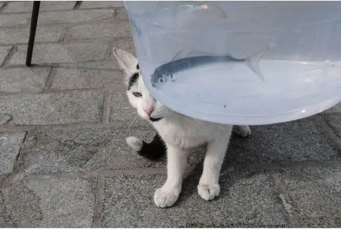 40 New Entertaining Street Photographs By Serkan Tekin Prove That Timing Is Everything