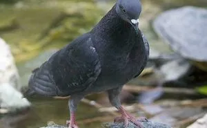 50 Funny Photos That Show Birds Being Jerks For Absolutely No Reason (New Pics)