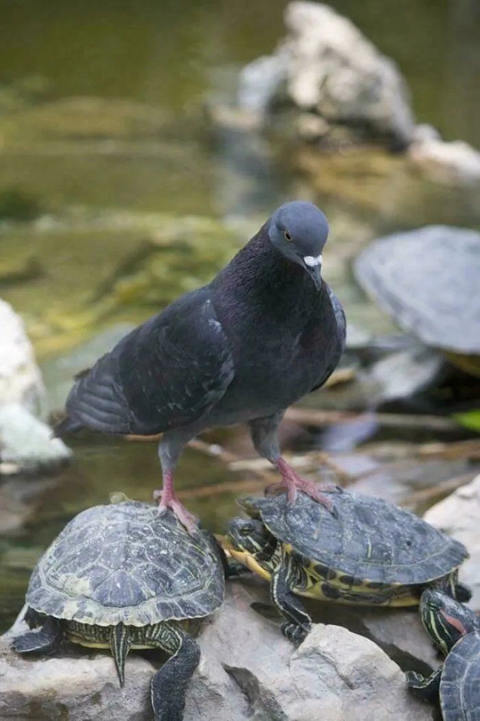 Poor Turtles