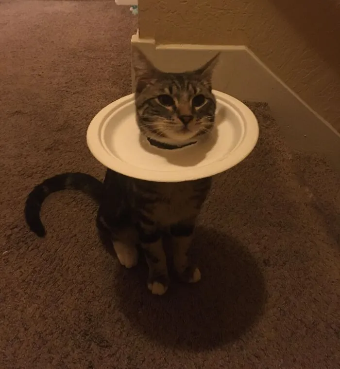50 Times Animals Were Funnier And More Relatable Than People