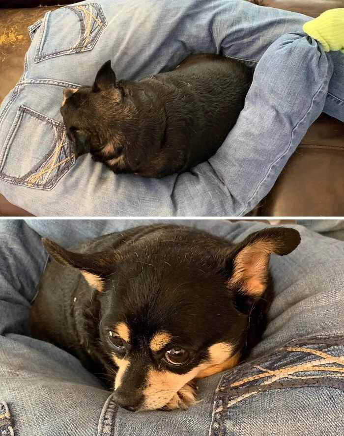 50 Times Animals Were Funnier And More Relatable Than People