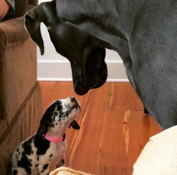 First Time Our 3 Year Old Great Dane Met Our 2 Month Old Great Dane