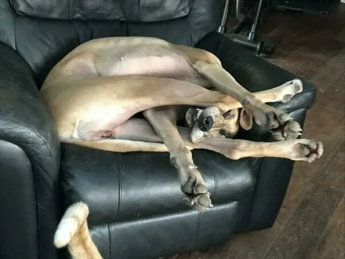 Little Too Big For The Chair
