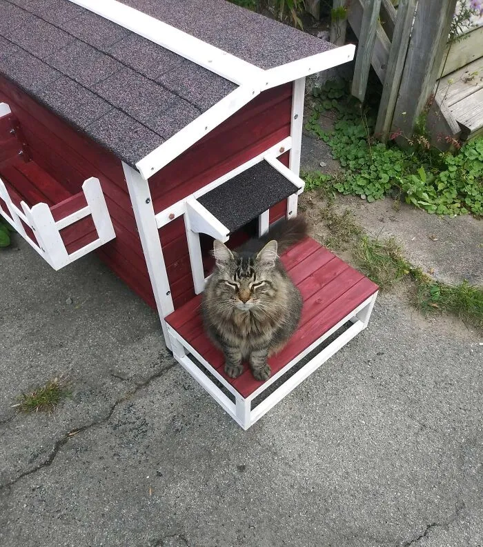 50 Times Animals Were Funnier And More Relatable Than People