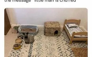 50 Times Animals Were Funnier And More Relatable Than People