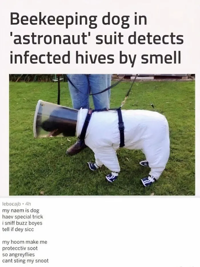 50 Times Animals Were Funnier And More Relatable Than People