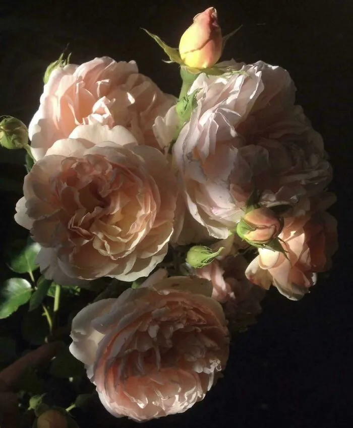 A Rose M’lady?
