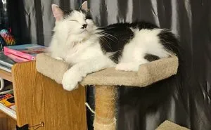 50 Adorable Pet Adoption Pictures To Make Your Day A Little Brighter (October Edition)