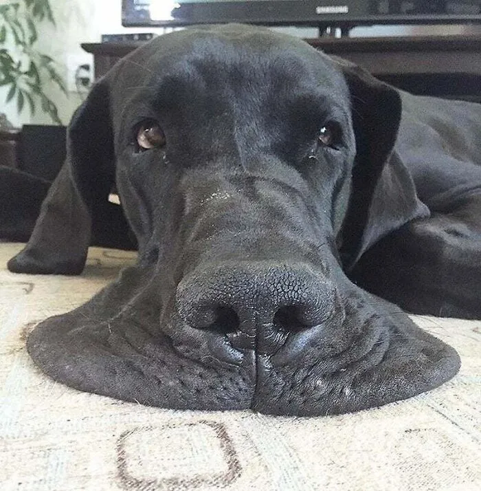 This Great Dane