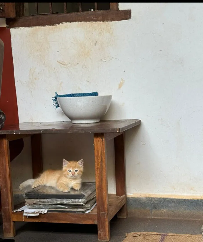 Kitten Under The Table