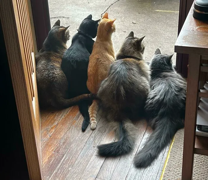 Observando a las ardillas