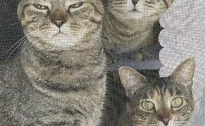 “The Council Requires Snackies”: 50 Hilarious Pics Of Cats Grouping Together
