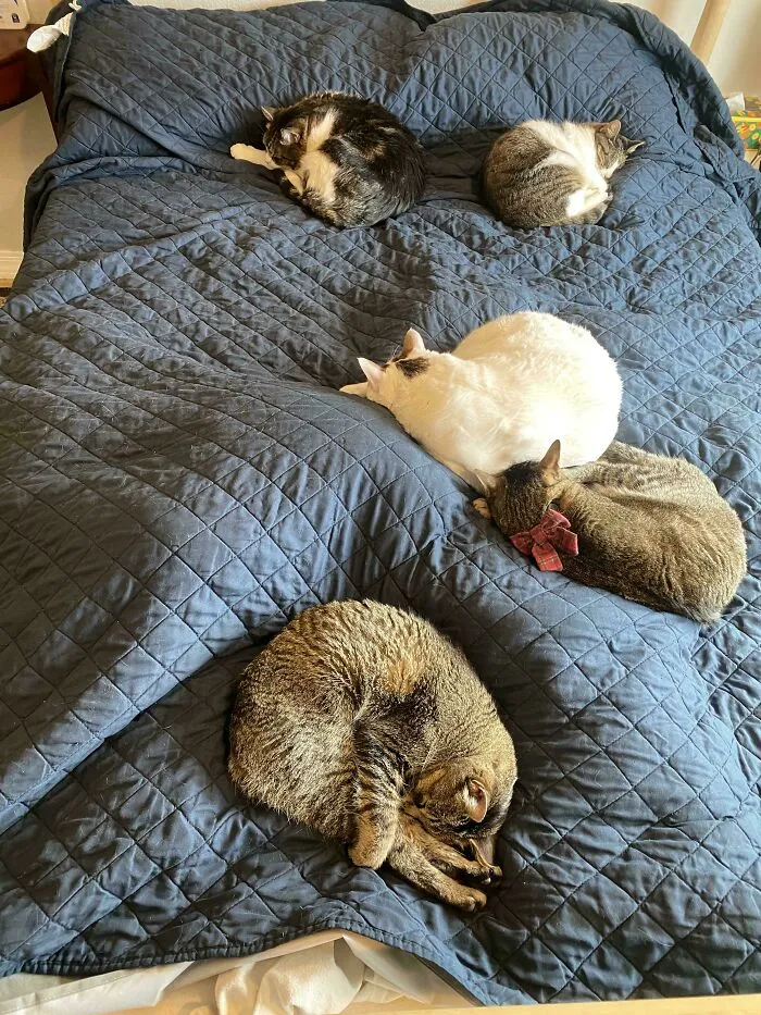 I Have No Say What Happens To My Bed. The Full Council Has Adjourned To It