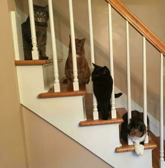 Staircase Council
