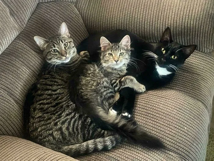 In Order To Get A Seat On The Council, I Would Have To *sit* On The Council