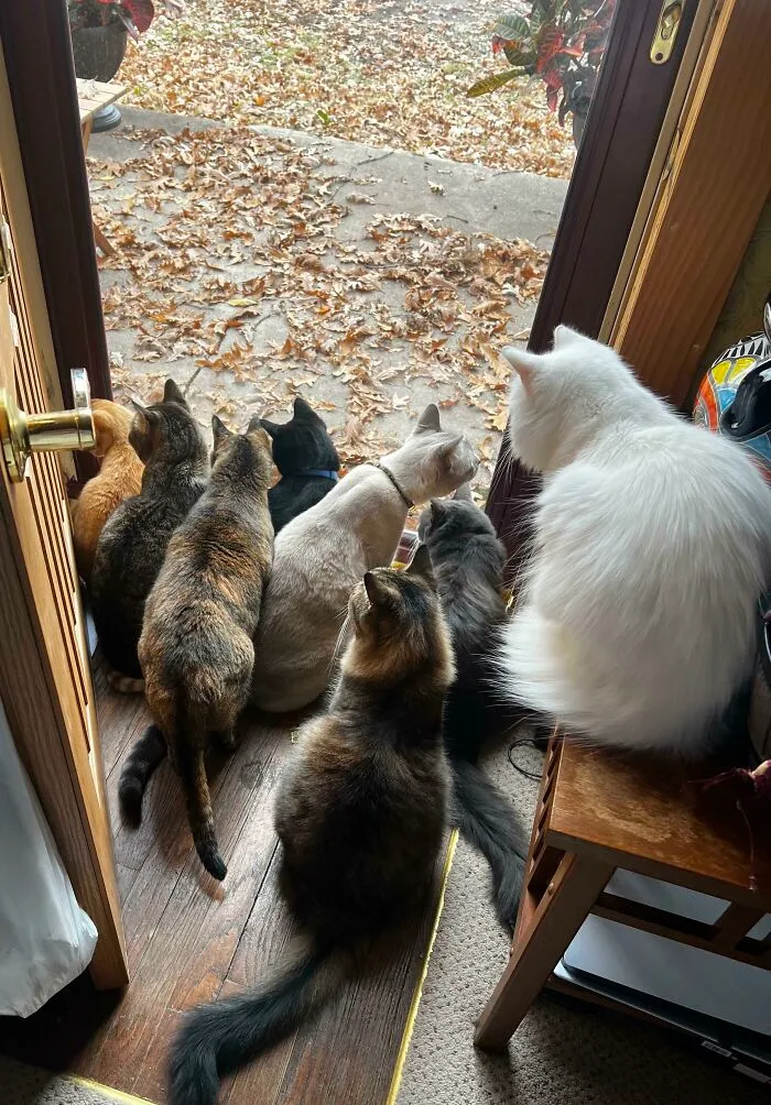 Morning Council Meeting. Today’s Topic: Where Did All These Leaves Come From?
