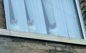 “The Council Requires Snackies”: 50 Hilarious Pics Of Cats Grouping Together