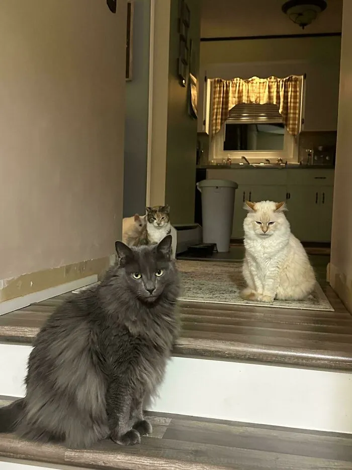 The Council Is Quite Displeased With My Tardiness Arriving For Evening Treat Time