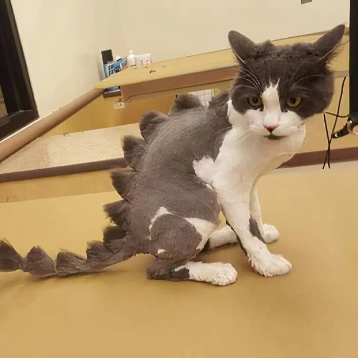 My Friend Is A Groomer And Today She Had A Special Request