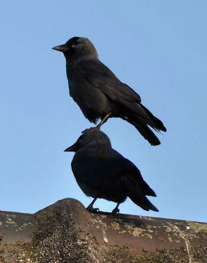 Bird balances on another bird's head on a rooftop, demonstrating funny bird behavior.