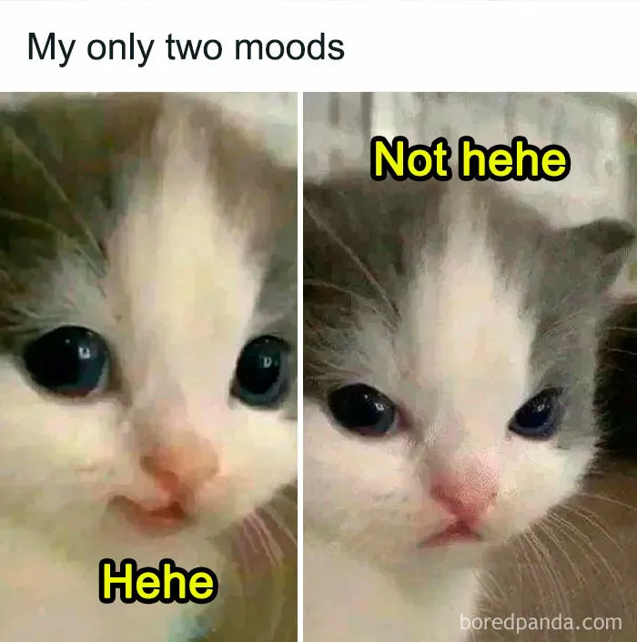 50 Ridiculously Cute Cat Memes That Can Brighten Your Day