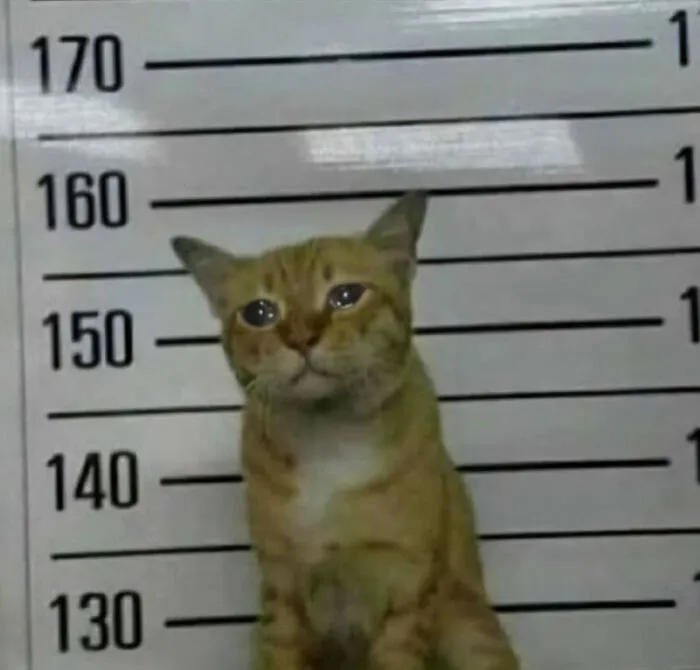 35 Hilariously Random Cat Pics To Make Your Day At Least 68.9% Better