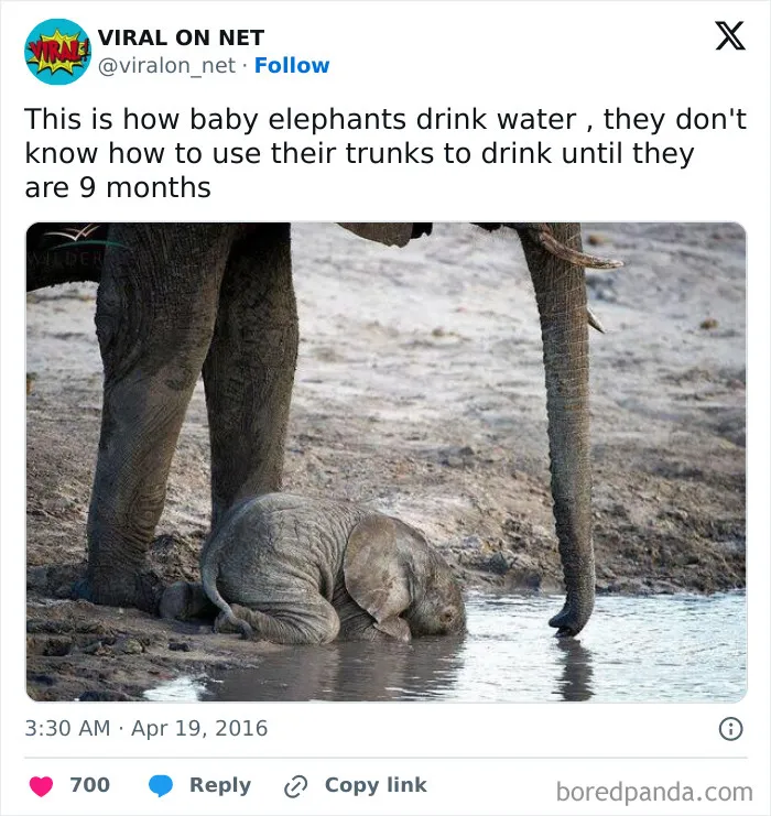 50 Times Animals Were Funnier And More Relatable Than People