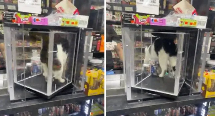 50 Of The Most Adorable Cats That Need A Raise For Their Top-Tier Work Ethic (New Pics)