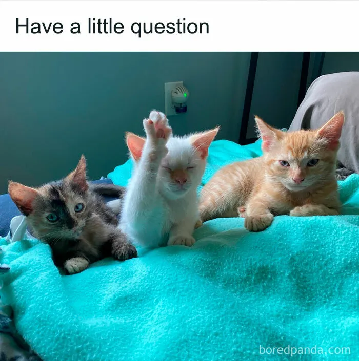 50 Ridiculously Cute Cat Memes That Can Brighten Your Day