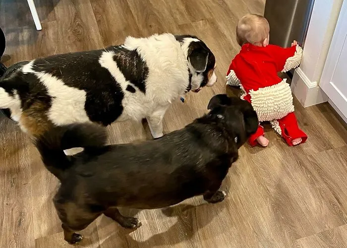  There Is Something Smug About These Dogs Watching Their Human Overlords Doing Some Dirty Work With This   <a Style="Display:inline;" Href="Https://Www.amazon.com/Cute-Baby-Mop-Onesie-Functional/Dp/B08lgkz3b8?ie=utf8&linkcode=ll1&tag=bprooster-20&linkid=47455dc1dd9935ba0c8b2e933824f8a9&language=en_us&ref_=as_li_ss_tl" Target="_blank"><span Style="Font:inherit;color:#d74b1f;"> Baby Mop Onesie</Span> 