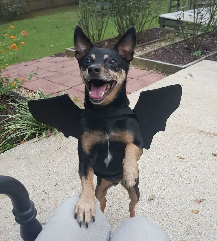 Let Your Pup Take Flight This Halloween In A Spooktacular   <a Style="Display:inline;" Href="Https://Www.amazon.com/Rypet-Dog-Bat-Costume-Halloween/Dp/B07wjgtfyn?c=ts&dib=eyj2ijoimsj9.tl0q8u_ujatnjxcvdwjdeirz3jmyyj8ohc2dbfmmqcnjylhxsg9dkf6q9jvt9p7smy0fs4cd6zi1ylk_xa3xxtraj8ksbrv2y-Z1zd2qgafycc9mbjqecbops2focmeqqcuhcrz6yee5xdc-Wwokw1b3oy12rf0qcswtf1vumemgdvk_9xzmxq8qy7zlmnoi43oz3li2v91kkuojel-Ap-Wmhkou5esgove5od9liuucnvsjxlg5fx5p1ubmc1t0_lson-Xqyawwfqjhz-3vawrhraqtxyjdr1kcjosfysa.zj0rsqf_pvbik4dky7i91f2ldpsgrjjlfa_b4mqja8a&dib_tag=se&keywords=dog%2bcostumes&qid=1728462183&s=pet-Supplies&sr=1-7&ts_id=2975318011&th=1&linkcode=ll1&tag=bpswan-20&linkid=b4472483e4032e5dc443122a2c607815&language=en_us&ref_=as_li_ss_tl" Target="_blank"><span Style="Font: Inherit; Color: #d74b1f;"> Dog Bat Costume </Span> - Because Even The Most Adorable Creatures Can Embrace Their Inner Creature Of The Night!