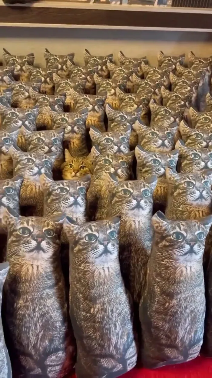 ‘There Is No Cat In This Image’: This X Account Collects Pictures Of Very Well-Hidden Cats (30 New Pics)