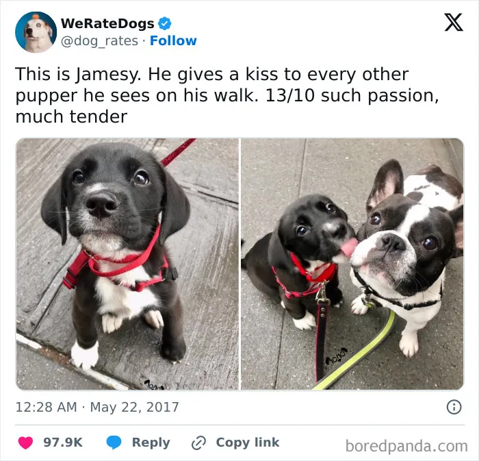 50 Memes That Dog Owners May Find Funny And Relatable