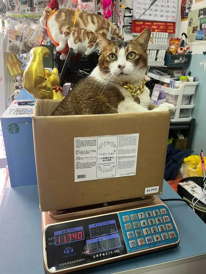 50 Of The Most Adorable Cats That Need A Raise For Their Top-Tier Work Ethic (New Pics)