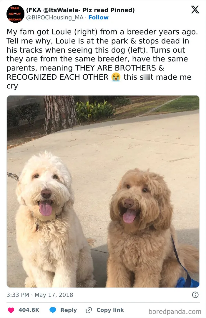 50 Memes That Dog Owners May Find Funny And Relatable