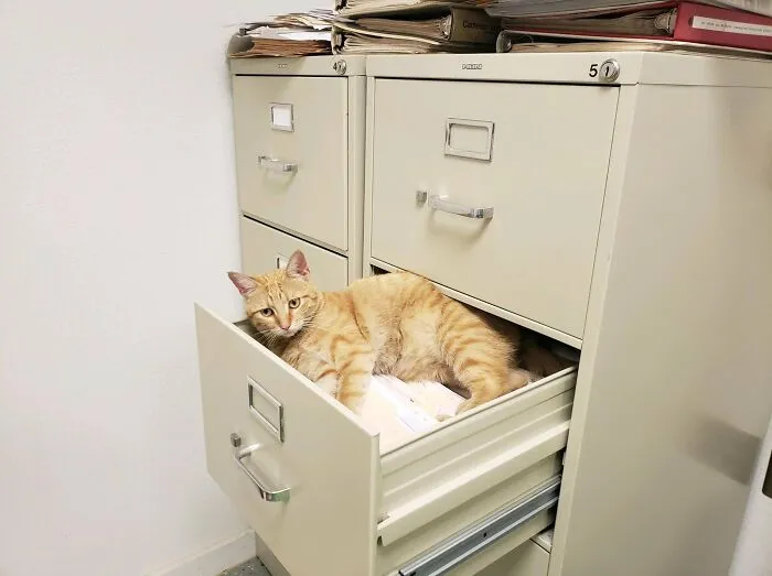 50 Of The Most Adorable Cats That Need A Raise For Their Top-Tier Work Ethic (New Pics)