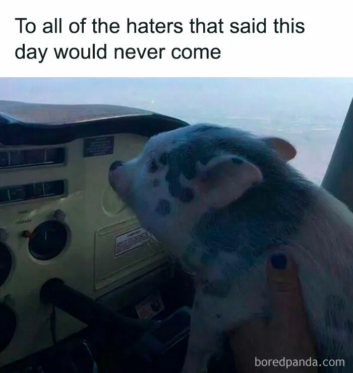 50 Hilarious Memes For Anyone Who Can’t Go A Day Without A Meme