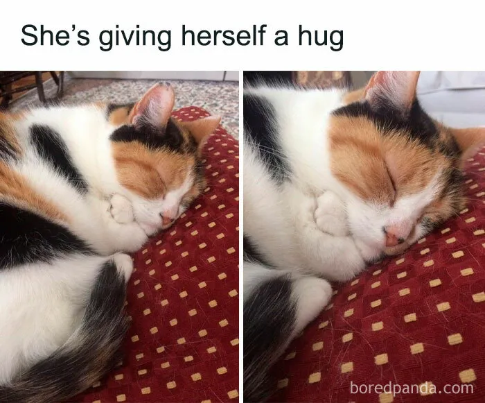 50 Ridiculously Cute Cat Memes That Can Brighten Your Day