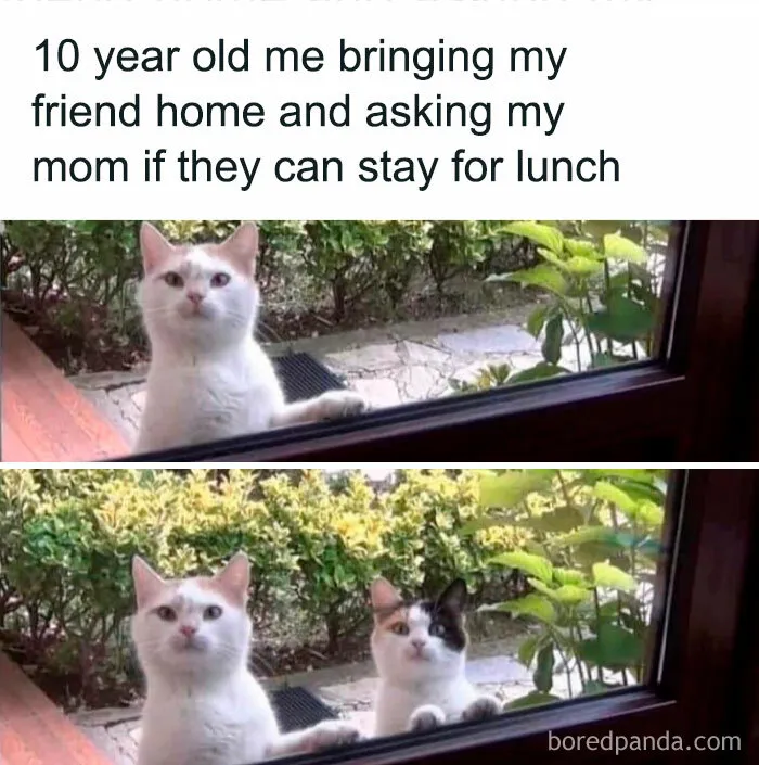 50 Ridiculously Cute Cat Memes That Can Brighten Your Day