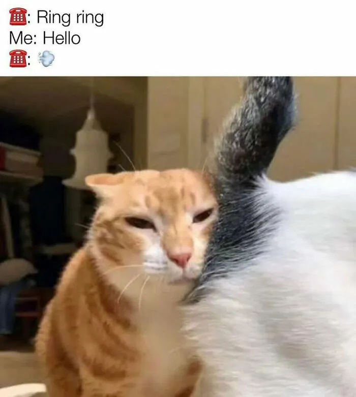 35 Hilariously Random Cat Pics To Make Your Day At Least 68.9% Better