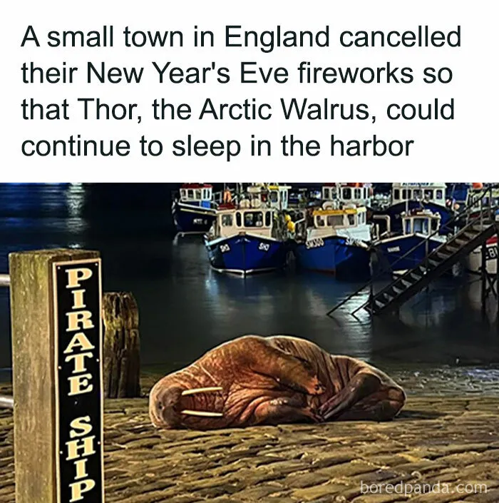 50 Times Animals Were Funnier And More Relatable Than People
