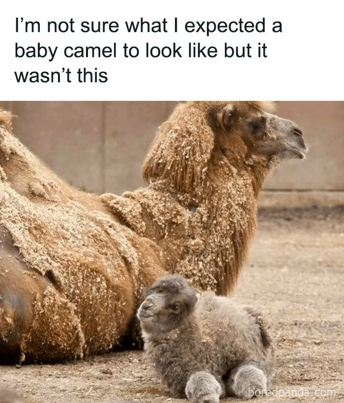 50 Times Animals Were Funnier And More Relatable Than People