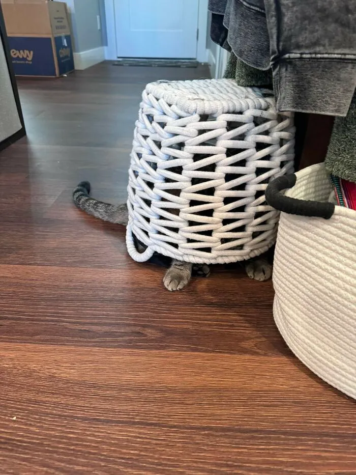 ‘There Is No Cat In This Image’: This X Account Collects Pictures Of Very Well-Hidden Cats (30 New Pics)